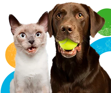 Accesorios para mascotas: perros y gatos